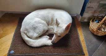 gaëlle pet sitter à GASTINS 77370