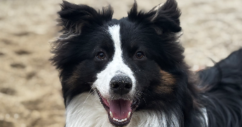 alice lilly pet sitter à RODEZ 12000_2