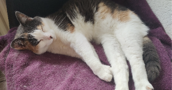 nora pet sitter à JOUGNE 25370_2
