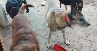 sylvia pet sitter à NICE 06000