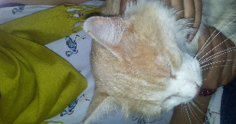 zohor pet sitter à COURBEVOIE 92400_1