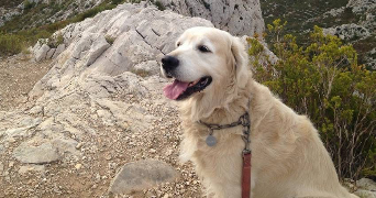 théo pet sitter à MARSEILLE 08 13008_0