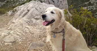 théo pet sitter à MARSEILLE 08 13008