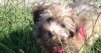 angelique pet sitter à GUERARD 77580_0
