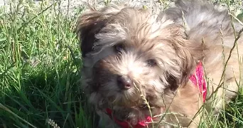 angelique pet sitter à GUERARD 77580