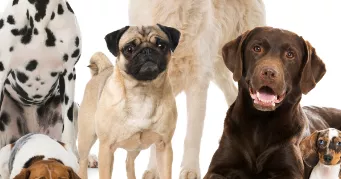 denis pet sitter à CHAMPIGNY SUR MARNE 94500