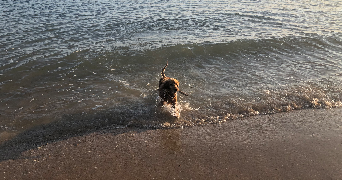 pauline pet sitter à LYON 06 69006_4