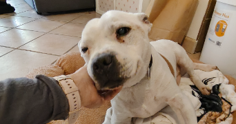 natchasorn dog sitter à MOLSHEIM 67120_7