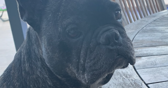 pascale pet sitter à PARAY LE MONIAL 71600_3