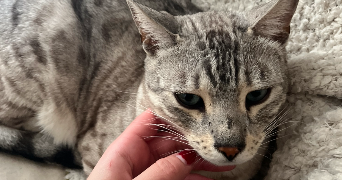 léonie pet sitter à CHATOU 78400_2