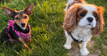 alison pet sitter à SAULX MARCHAIS 78650_3