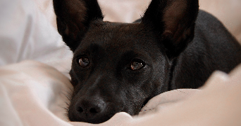 alicia pet sitter à BRIGNOLES 83170_4