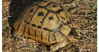 thomas pet sitter à DIFFEMBACH LES HELLIMER 57660
