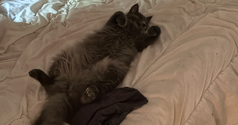 alyssa pet sitter à TOULOUSE 31200_3