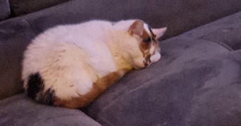 nicolas pet sitter à LIVRY-GARGAN 93190_3