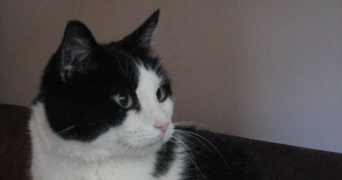 anne pet sitter à Issy-les-Moulineaux 92130_6