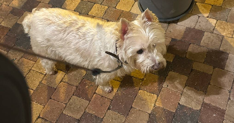 eva pet sitter à MONTIGNY LE BRETONNEUX 78180_2