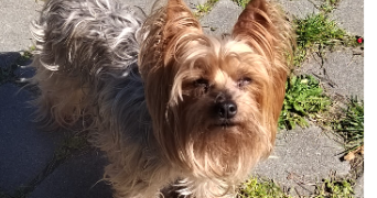 pascaline pet sitter à MERIGNAC 33700_0
