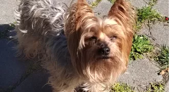 pascaline pet sitter à MERIGNAC 33700