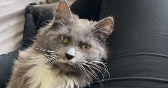 cassandra pet sitter à VANNES 56000_3