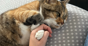 inès pet sitter à PARIS 17 75017_2