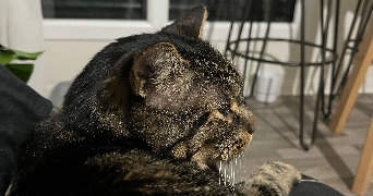 noa pet sitter à MAROMME 76150_5
