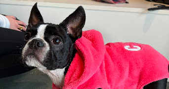 marie-lou dog sitter à MARSEILLE 09 13009_1