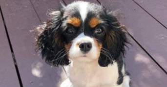 lila pet sitter à HENDAYE 64700_0