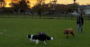 agathe pet sitter à NANTES 44300_2
