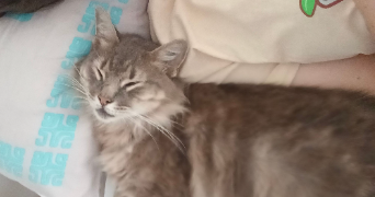 flora pet sitter à ST MARTIN D HERES 38400_7