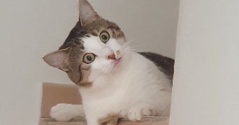 michel pet sitter à MARTIGUES 13500_1