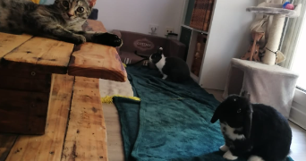 amandine pet sitter à MARSEILLE 08 13008_2