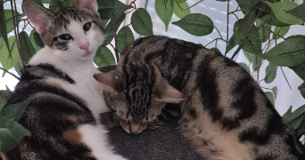 priscillia pet sitter à WITTELSHEIM 68310_3