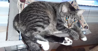 valérie pet sitter à ITTENHEIM 67117