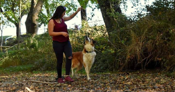morgane pet sitter à ST ANDRE LE PUY 42210_1