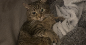 ashley pet sitter à HAUCOURT MOULAINE 54860_3