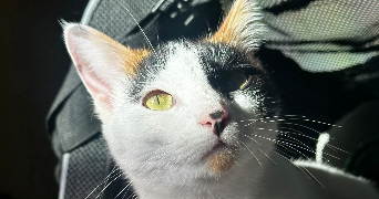 lea pet sitter à AUXY 45340_0