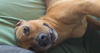 maxime dog sitter à POISSY 78300_6