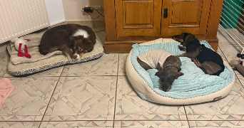 ghizlaine dog sitter à MANOM 57100_2