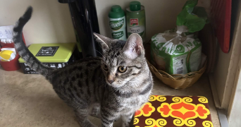 vincent pet sitter à YERRES 91330_1