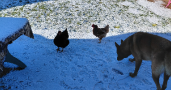 karine pet sitter à LA BOURDINIERE ST LOUP 28360_1