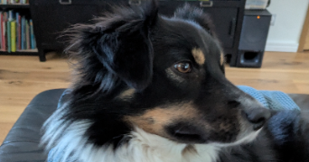 gaëlle pet sitter à LES PENNES MIRABEAU 13170_5