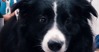 kevin pet sitter à ST MARCEL LES VALENCE 26320_1