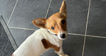 vincent pet sitter à YERRES 91330_2