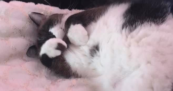 Linda pet sitter à Varangéville 54110_5
