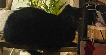 camille pet sitter à LILLE 59160_3