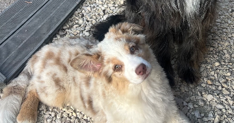manon pet sitter à ST ANDRE DE CORCY 01390_1