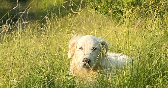 alizée pet sitter à STRASBOURG 67000_0
