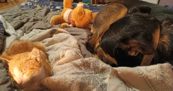 aurelia pet sitter à ROCHES PREMARIE ANDILLE 86340_1