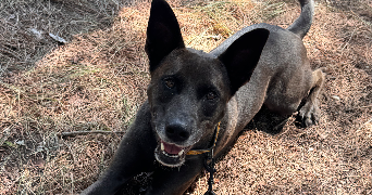 chaima pet sitter à LEVALLOIS PERRET 92300_0